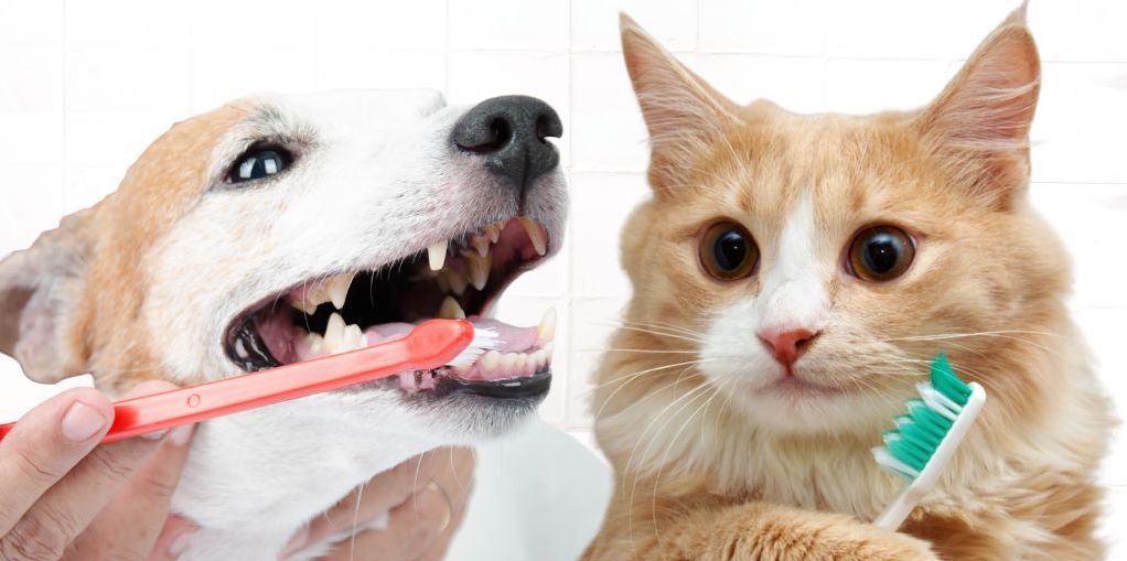 Pet Dental Health Matters